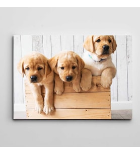 Sandıkta Sevimli Köpekler Kanvas Tablo