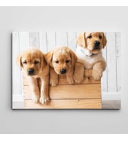 Sandıkta Sevimli Köpekler Kanvas Tablo