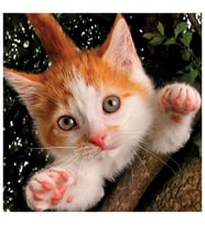 Prime 3D Kedi Pençesi Puzzle 100 Parça 20524