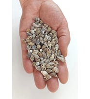 50 Gram Küçük Deniz Kabukları 206
