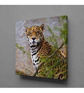 LEOPARIN DURUŞU KANVAS TABLO 140x140cm