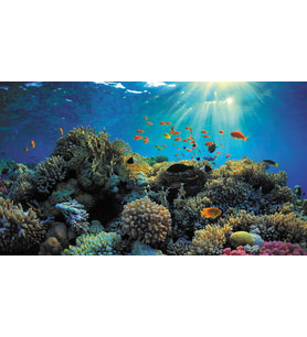 Kanki Pet KP7045021 Akvaryum Arka Fon Yapıştırma 70 x 45 CM