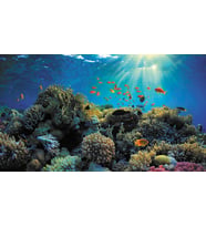 Kanki Pet KP7045021 Akvaryum Arka Fon Yapıştırma 70 x 45 CM
