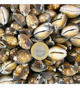 Cyprea Caputserpentıs Kiloluk Deniz Kabuğu - İki Delikli (1 KG)