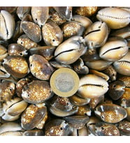 Cyprea Caputserpentıs Kiloluk Deniz Kabuğu - İki Delikli (1 KG)