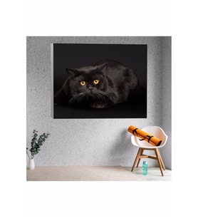 Siyah Evcil Kedi Temalı Kanvas Tablo