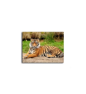 DBSanatevi Kaplan Tablo 60 X 80 Cm
