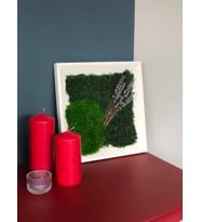 Archimoss Design Mumyalanmış Yosunlu Mini Tablo