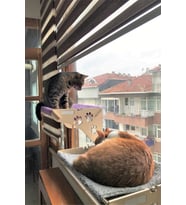 Vantuzlu Kedi Yatağı, Duvara Asılan Konforlu Uyku Alanı