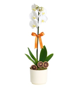 Phalaenopsis Tek Dal Orkide Çiçeği