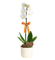 Phalaenopsis Tek Dal Orkide Çiçeği