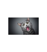 DBSanatevi Sinirli Kedi Tablo 50 X 50 Cm