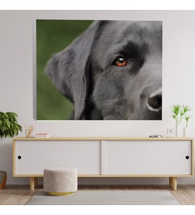 Yakın Çekim Labrador Köpek Temalı Dekoratif Kanvas Tablo 