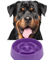Evcil Hayvan Yavaş Mama Yeme Kabı Yavaş Besleyici Kedi Köpek Mama Kabı Küçük Boy 175 ML 1450