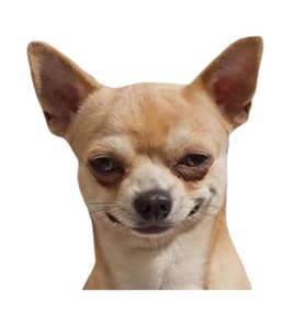 chihuahua Cinsi Köpek Sticker Yapıştırma 20 cm Model2