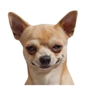 chihuahua Cinsi Köpek Sticker Yapıştırma 20 cm Model2