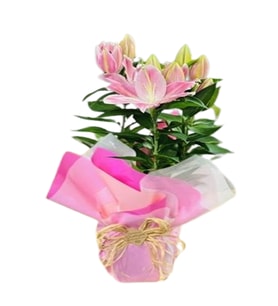 PUDRA PEMBE LİLYUM TASARIMI