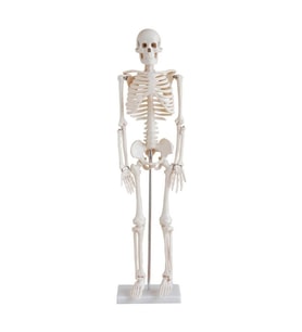 insan iskeleti modeli 45 cm