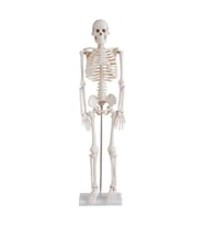 insan iskeleti modeli 45 cm