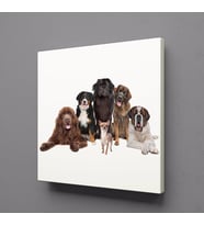 KÖPEK TOPLULUĞU KANVAS TABLO 30x30cm (Karışık)