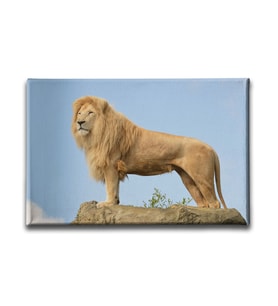 Aslan Kanvas Tablo HYY175