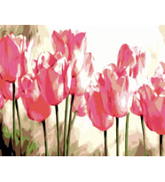 Pembe Laleler Sayılarla Boyama Seti 40x50 cm (Tuvale Gerili)