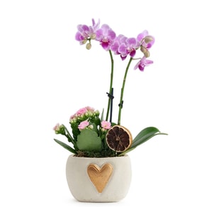 Kalp Vazoda Mini Mor Orkide ve Pembe Kalanchoe