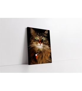 Kedi