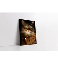 Kedi
