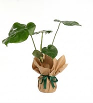 Monstera Kraft Bitkisi