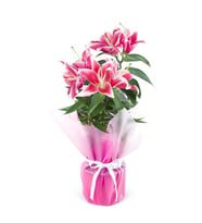Saksıda Pembe Lilyum