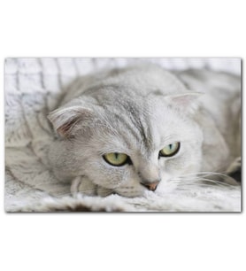 Cakatablo Bej British Shorthair Kedi MDF Tablo