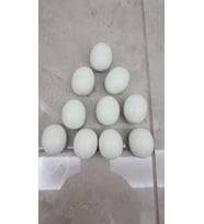 SAHTE BILDIRCIN YUMURTA 12 ADET İÇİ DOLU PLASTİK YUMURTA FOLLUK YAPAY YUMURTA