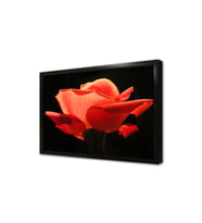 Siyah Fon Üzerinde Kırmızı Çiçek Çerçeveli Mdf Tablo