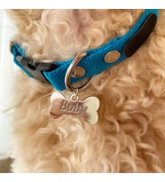 MAVİ RENK İSİMLİ KEMİK MODEL KÖPEK TASMASI