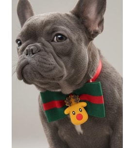 Royal Rudolph Premium Yılbaşı Köpek Papyonu  Limited Edition Luxe Aksesuar  Orta & Büyük Irklar İçin (Yeşil)