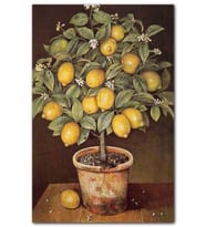CakatabloSaksıda Limon Ağacı Resm Görseli MDF Tablo