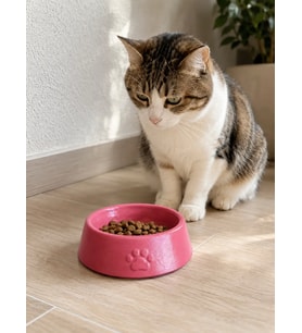 Pati Desen Model Beton Kedi Köpek Mama ve Su Kabı 13 cm çap x 4 cm - Pembe