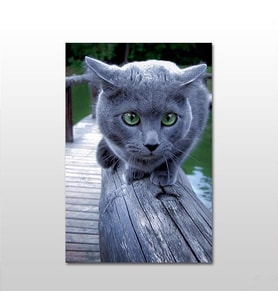 Gri Kedi Kanvas Tablo 120X60 (Karışık)