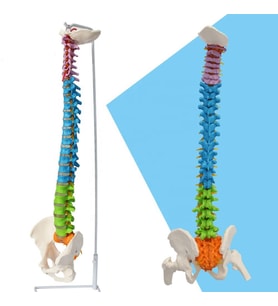Omurga Maketi 85 cm Model 19