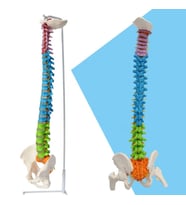 Omurga Maketi 85 cm Model 19