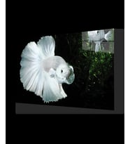Beyaz Balık Cam Tablo White Fish