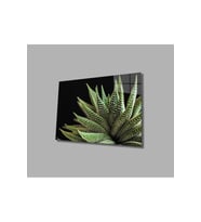 Siyah Arka Fon Aleovera Çiçek 4mm Dayanıklı Cam Tablo Temperli Cam, Black Background Aloe Vera Flowe (Çok Renkli)