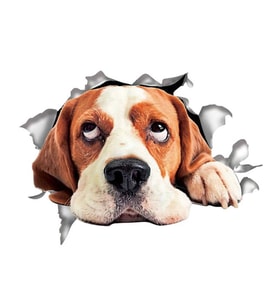 Köpek Araba Sticker Yapıştırması Renkli 20CM