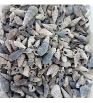 Trivitata Kiloluk Deniz Kabuğu (1 KG)