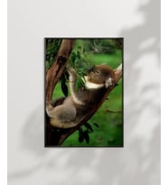 Ağaçta Uyuyan Koala Poster (Çok Renkli)