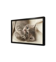 Kedi Yavrusu Çerçeveli Mdf Tablo