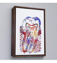 Çerçeveli Suluboya Diş Anatomisi Tablosu (Altın)