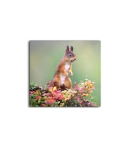 DBSanatevi Kızıl Sincap Tablo 50 X 50 Cm