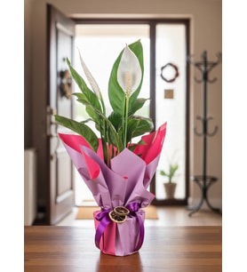 Lila Pembe Buketli Polimer Saksıda Spatifilyum